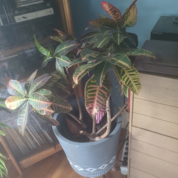 angi_larsell